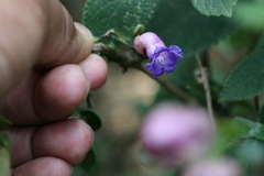 Nilgirianthus heyneanus